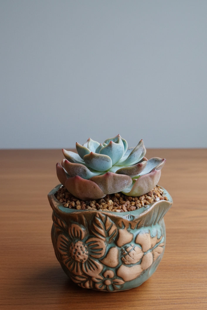 Vintage Teal Succulent Planter – Echeveria 'Bluebird'