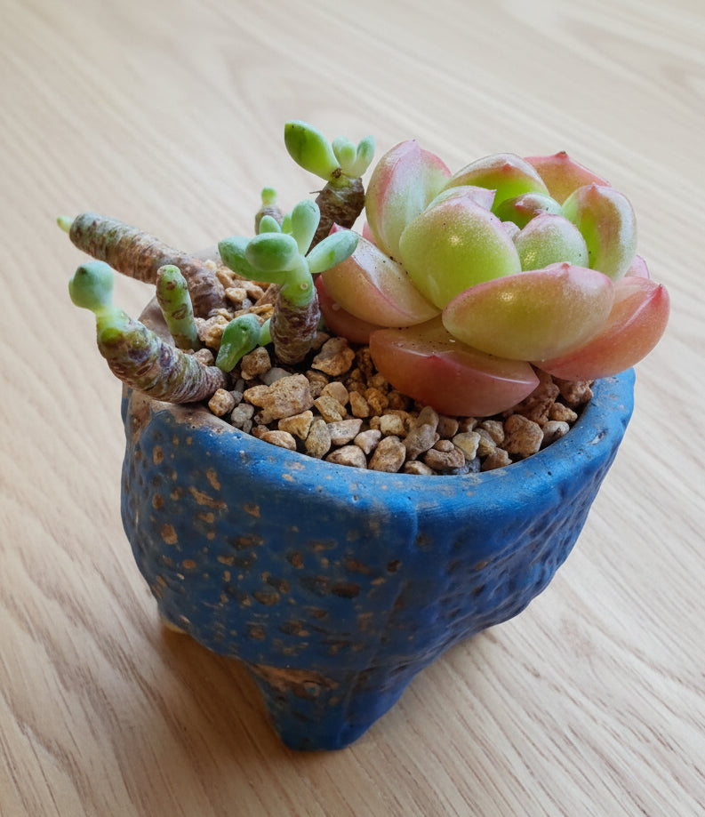 Rustic Bloom Succulent Planter – Echeveria 'Star Jelly'