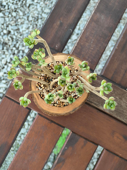 Succulent Nature Log - Echeveria Supia