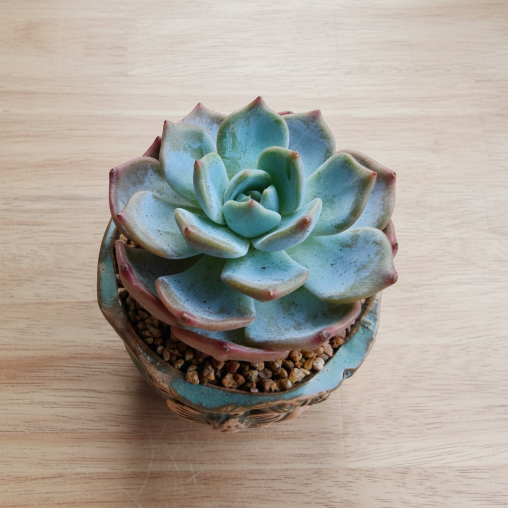 Vintage Teal Succulent Planter – Echeveria 'Bluebird' - SlowBloomGreens