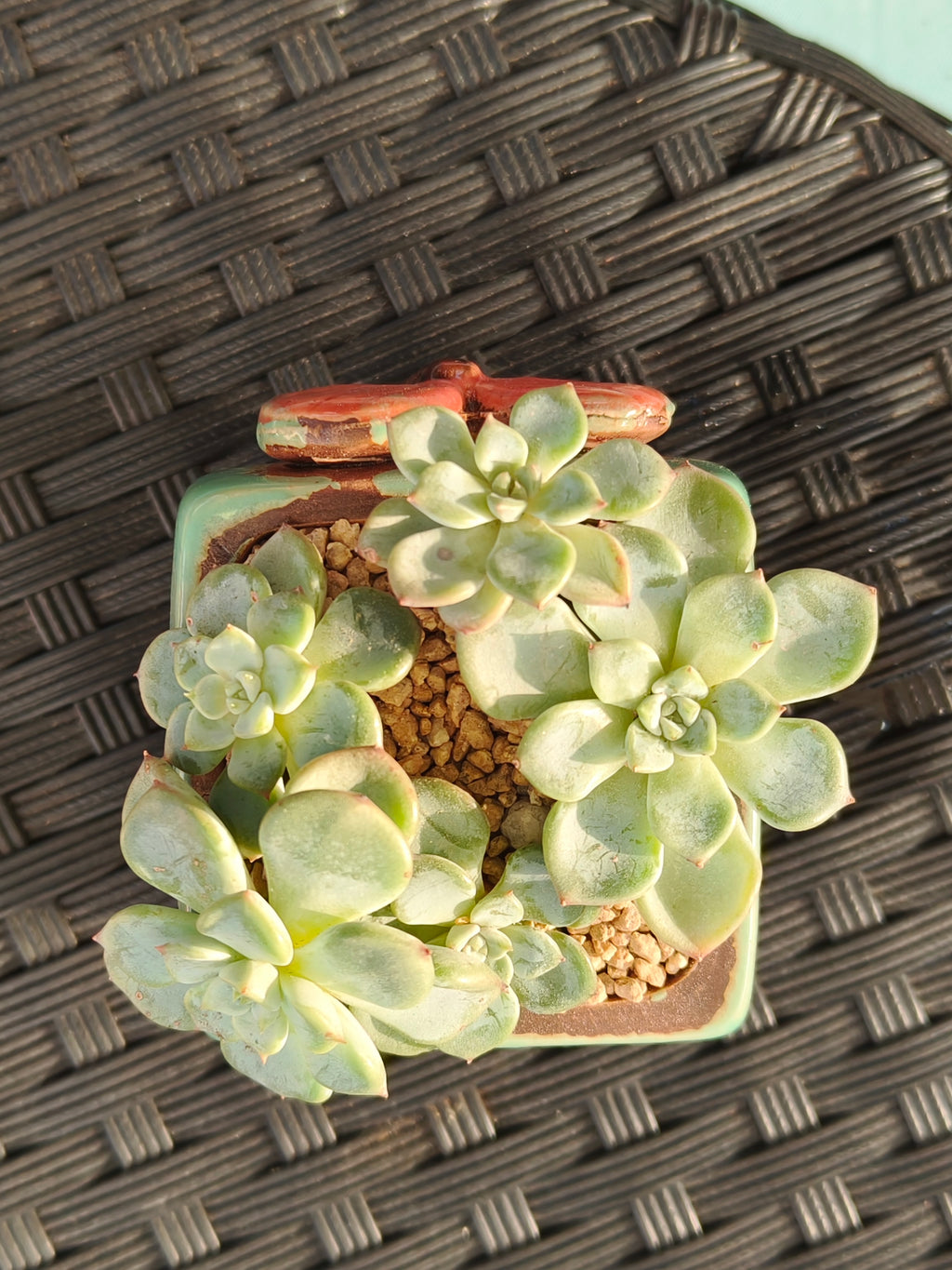 Succulent Ceramic Butterfly Square Teal Planter – Graptoveria 'Titubans' - SlowBloomGreens