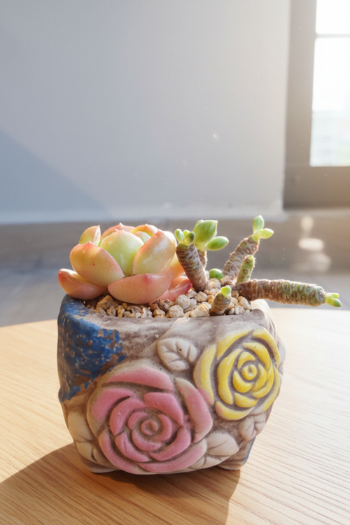 Rustic Bloom Succulent Planter – Echeveria 'Star Jelly' - SlowBloomGreens