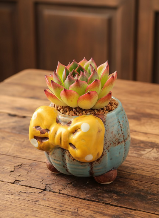 Succulent Festive Blue Bow Planter – Echeveria Agavoides 'Lipstick'