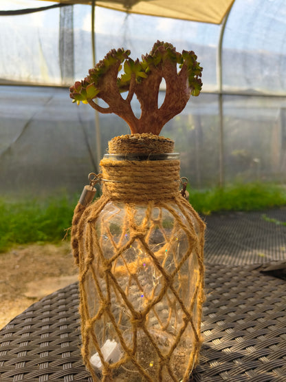 Succulent Retro Hemp Rope Vase - Sedeveria 'Letizia' crista