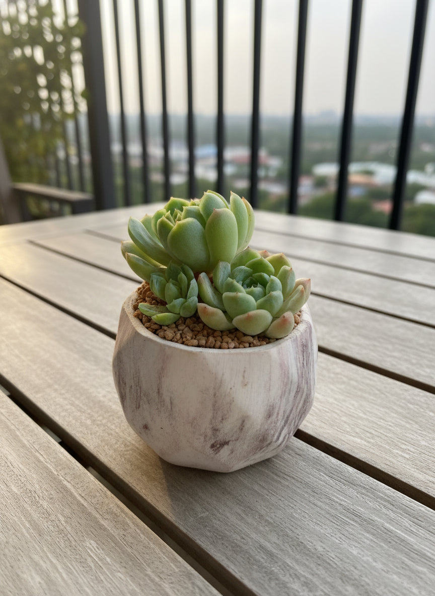 Succulent Classic Marble Brown Planter – Echeveria 'Lime n Chili'