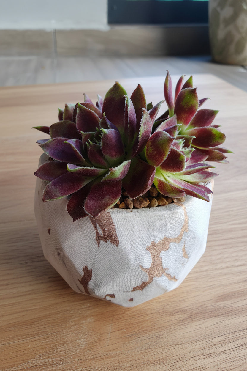 Classic Marble Gold Planter – Sempervivum 'Stansfieldii' (Hens & Chicks') - SlowBloomGreens