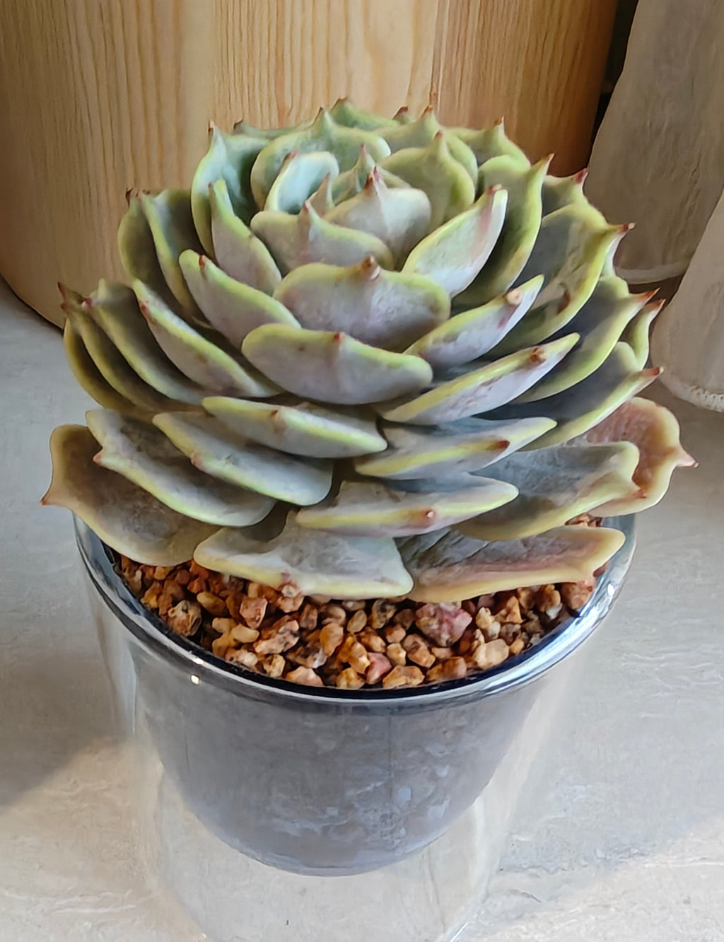 Succulent Glass Oasis Planter – Echeveria ‘Lola’ - SlowBloomGreens