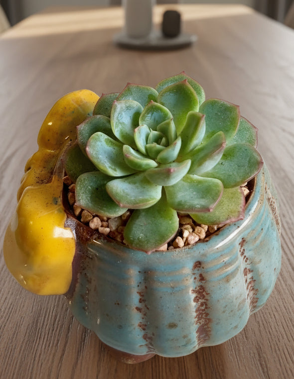 Succulent Blue Polka Dot Bow Planter – Echeveria Moranii - SlowBloomGreens