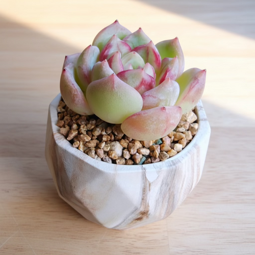 Classic Marble Brown Planter – Echeveria Hybrid - SlowBloomGreens