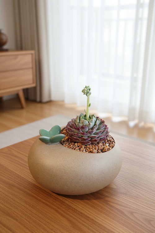Succulent Butterfly Planter – Echeveria hybrid 'Red Hole (blooming) - SlowBloomGreens
