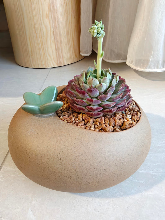 Succulent Butterfly Planter – Echeveria hybrid 'Red Hole (blooming)
