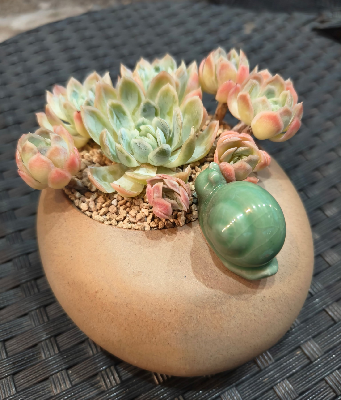 Succulent Snail Planter – Echeveria Suryeon