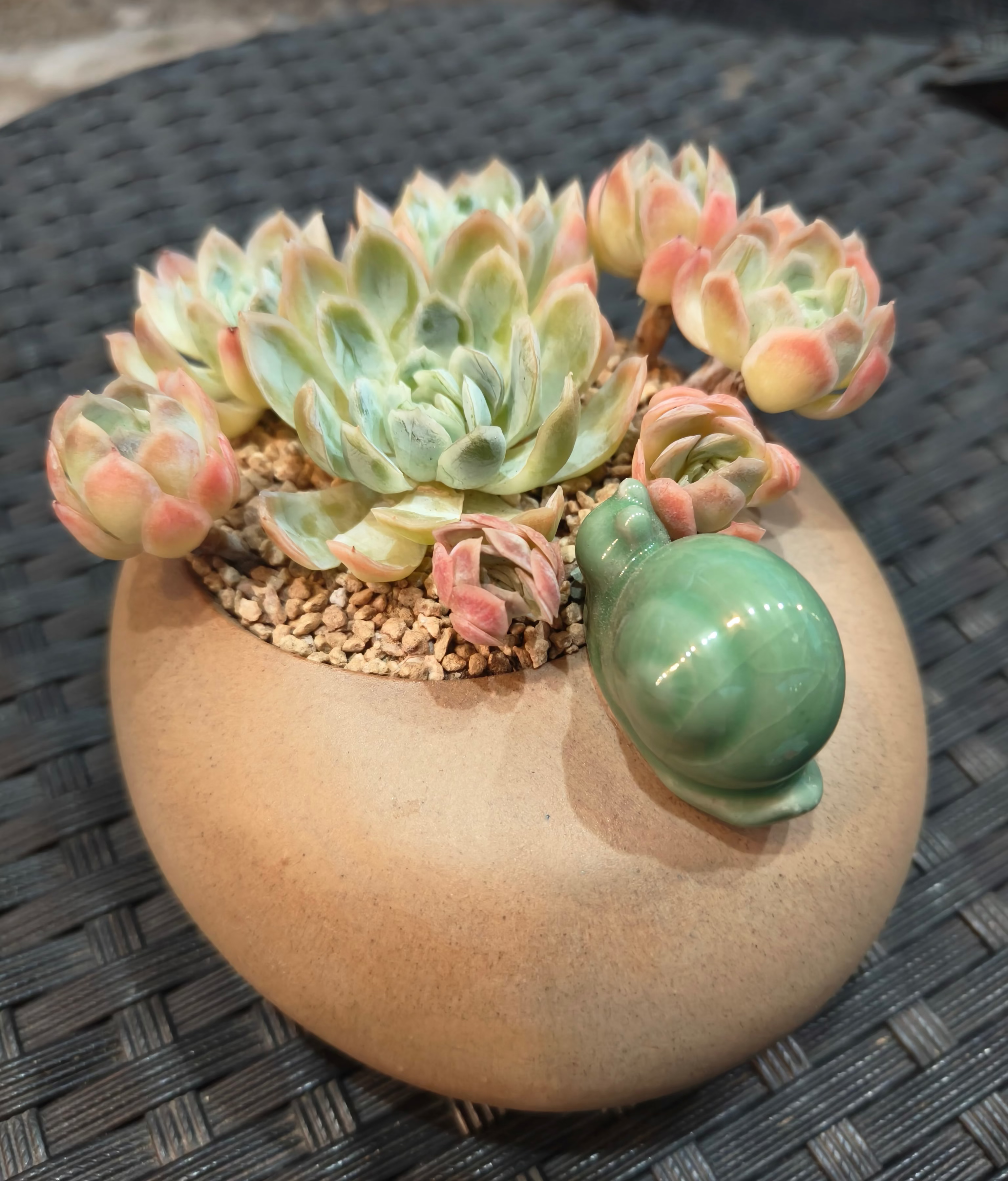 Succulent Snail Planter – Echeveria Suryeon - SlowBloomGreens