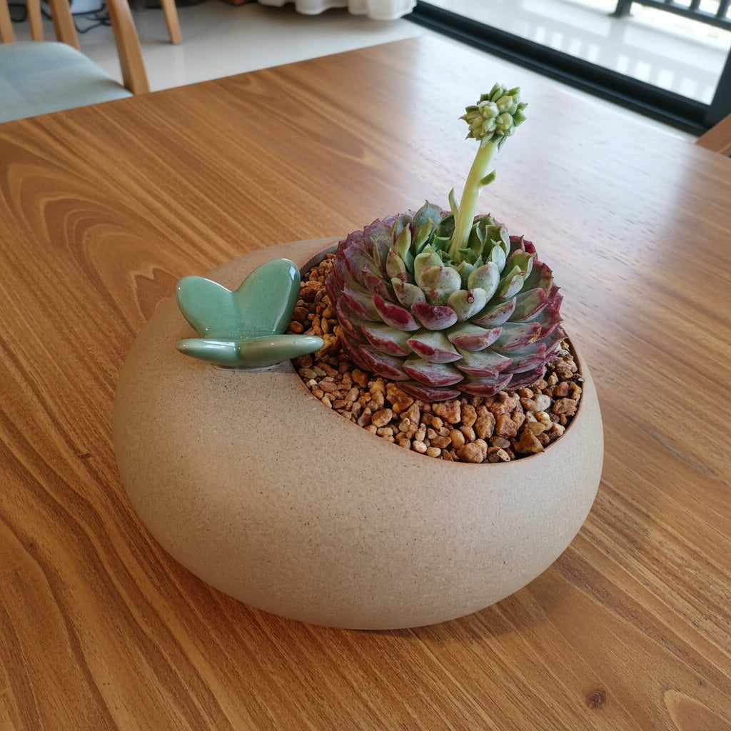 Succulent Butterfly Planter – Echeveria hybrid 'Red Hole (blooming) - SlowBloomGreens