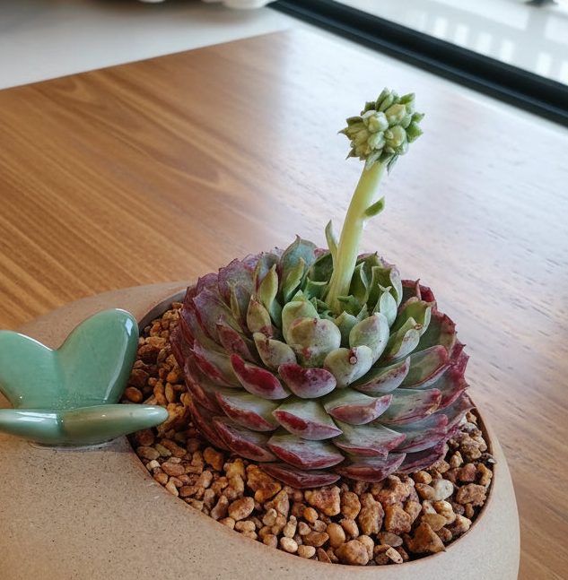 Succulent Butterfly Planter – Echeveria hybrid 'Red Hole (blooming)