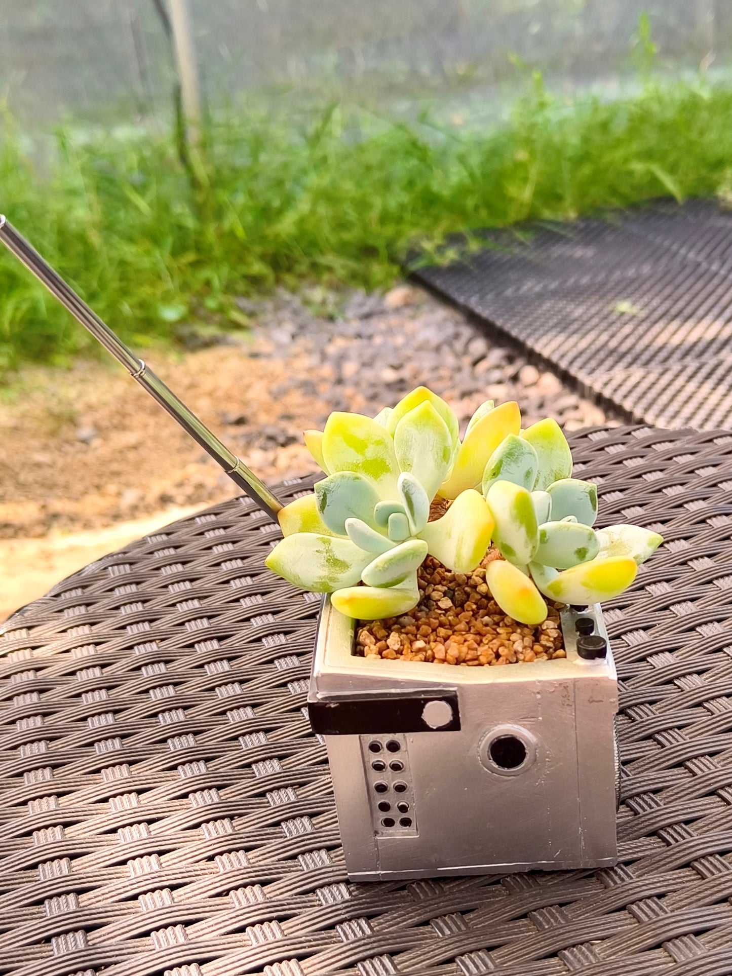 Succulent Retro Boombox – Echeveria Hybrid