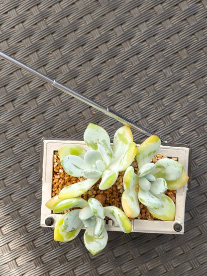Succulent Retro Boombox – Echeveria Hybrid