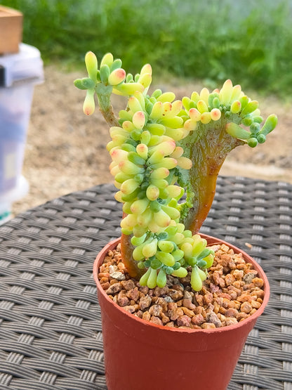 Succulent Starter Planter - Sedum Pachyphyllum 'Jellybeans'