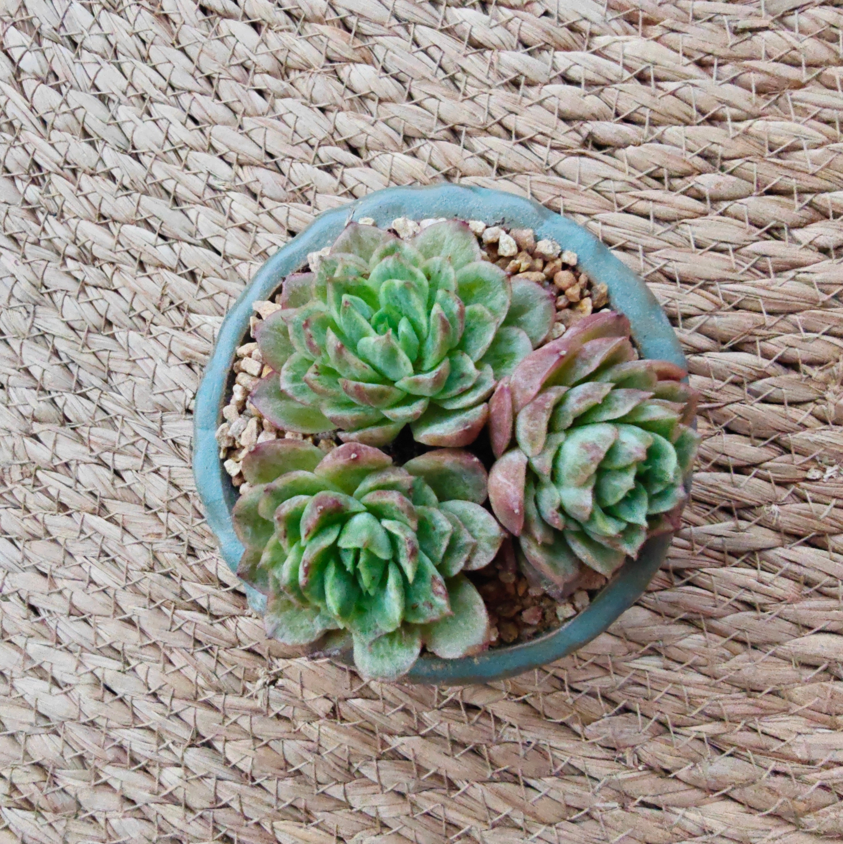 Vintage Teal Succulent Planter – Echeveria 'Lime n Chili' - SlowBloomGreens