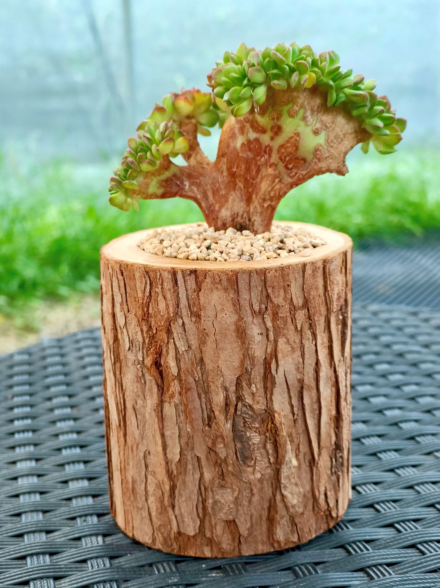 Succulent Nature Log Planter - Crested Lety's Sedeveria