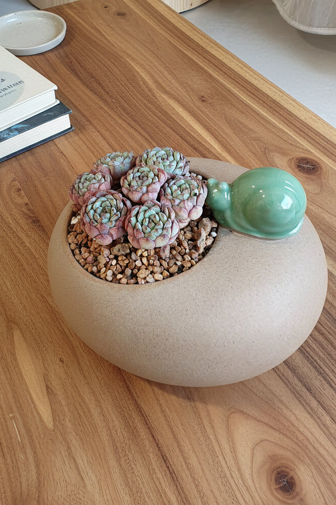 Succulent Snail Planter – Echeveria Minima (7-Headed Cluster) - SlowBloomGreens