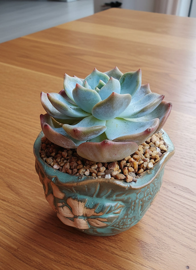 Vintage Teal Succulent Planter – Echeveria 'Bluebird'