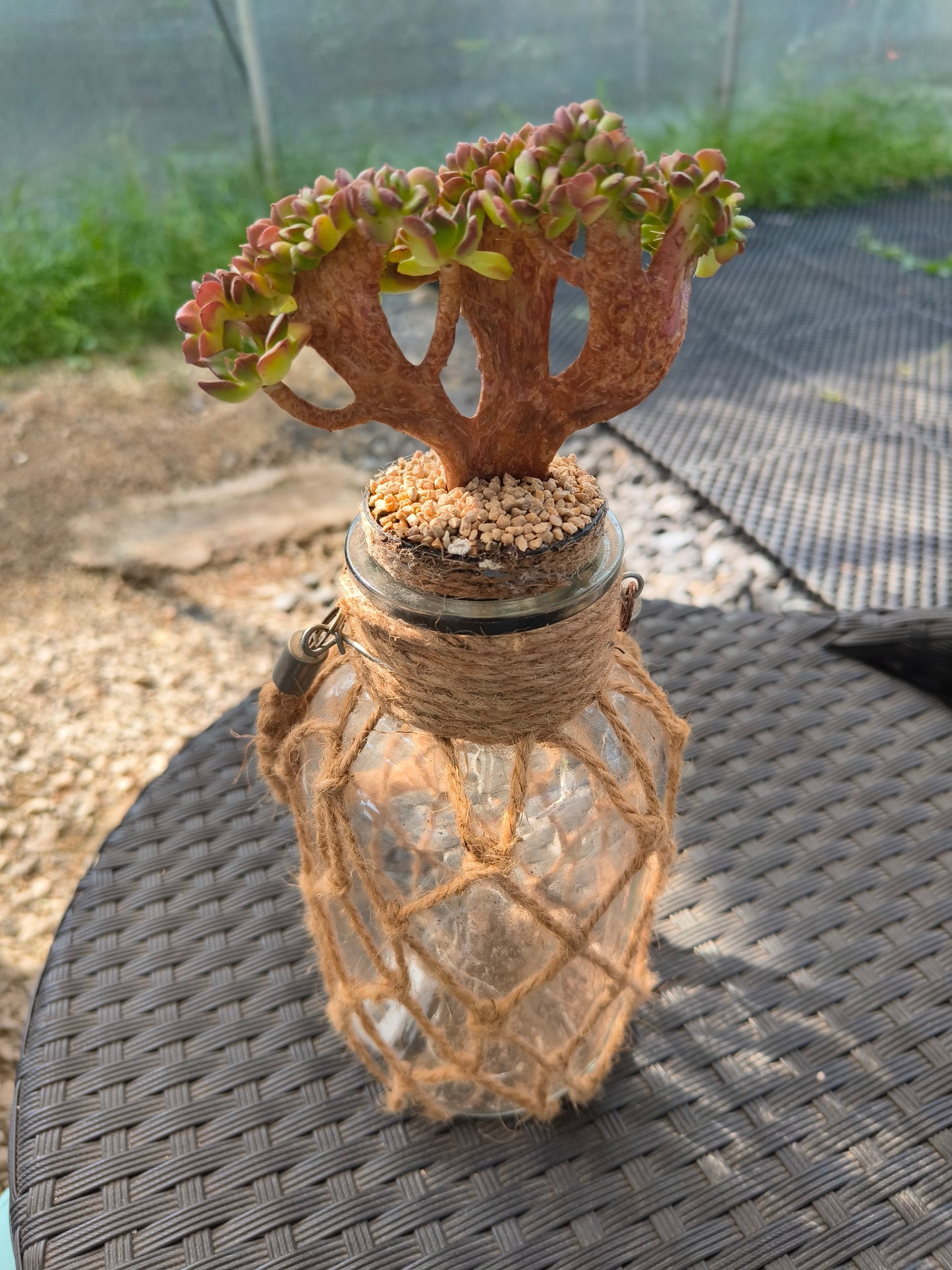 Succulent Retro Hemp Rope Vase - Sedeveria 'Letizia' crista