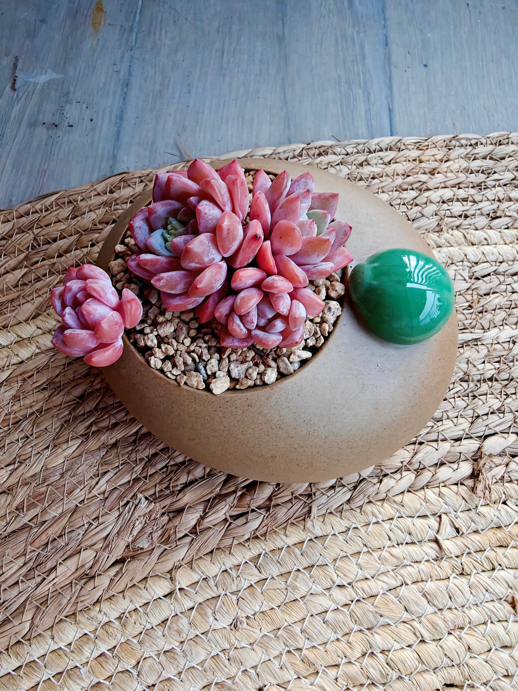 Succulent Seven-Spotted Ladybug Planter – Echeveria 'Cherry Blossom' - SlowBloomGreens
