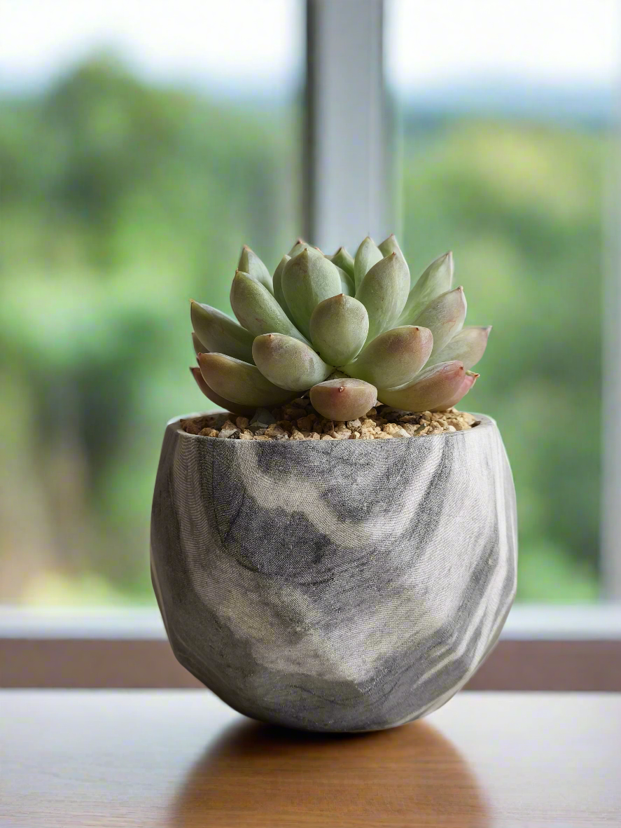 Mother’s Day Succulent Classic Marble Planter