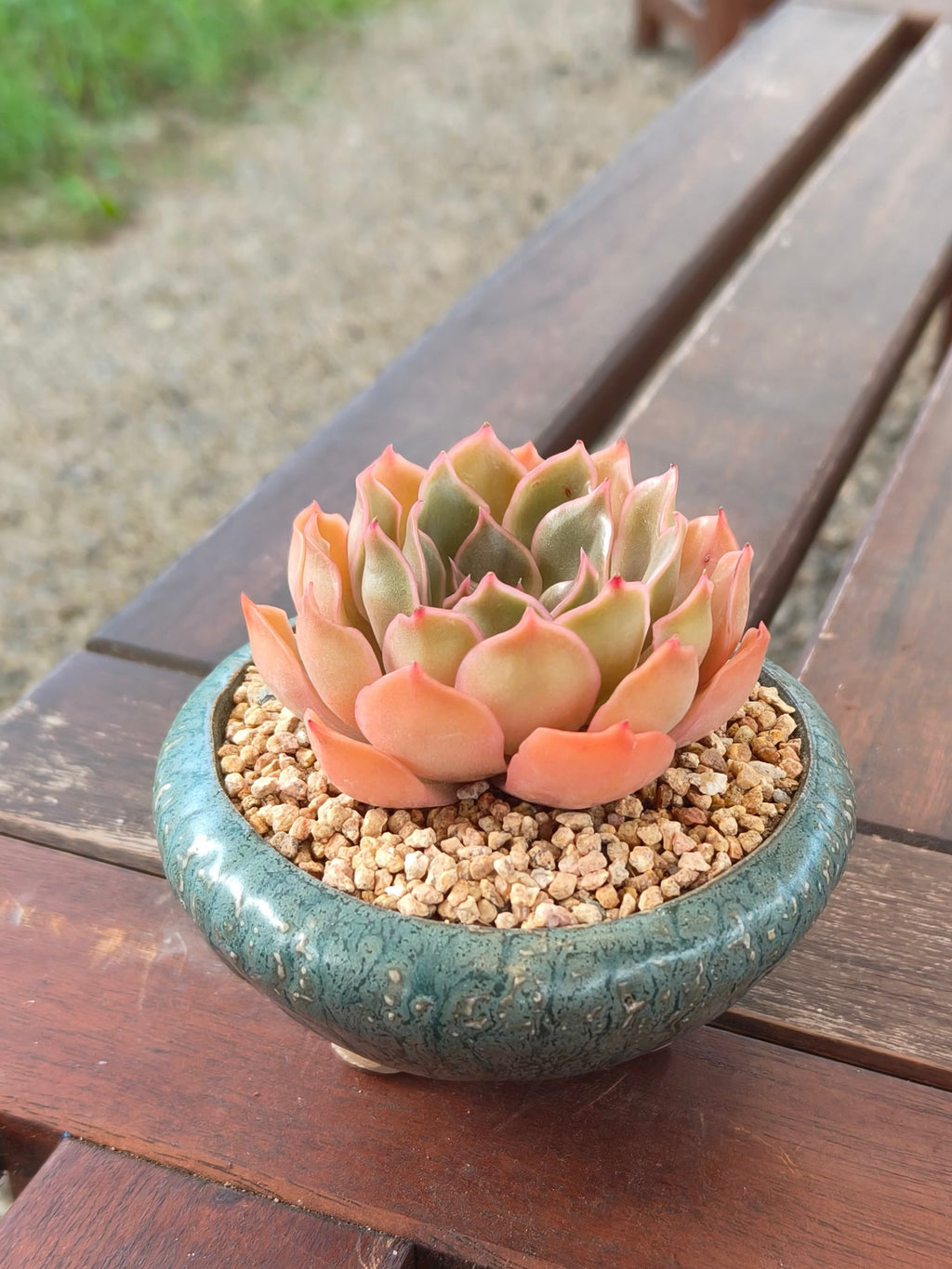 Succulent Rustica Ceramic Planter – Echeveria Brown RoseSucculent Rustica Ceramic Planter – Echeveria Brown Rose