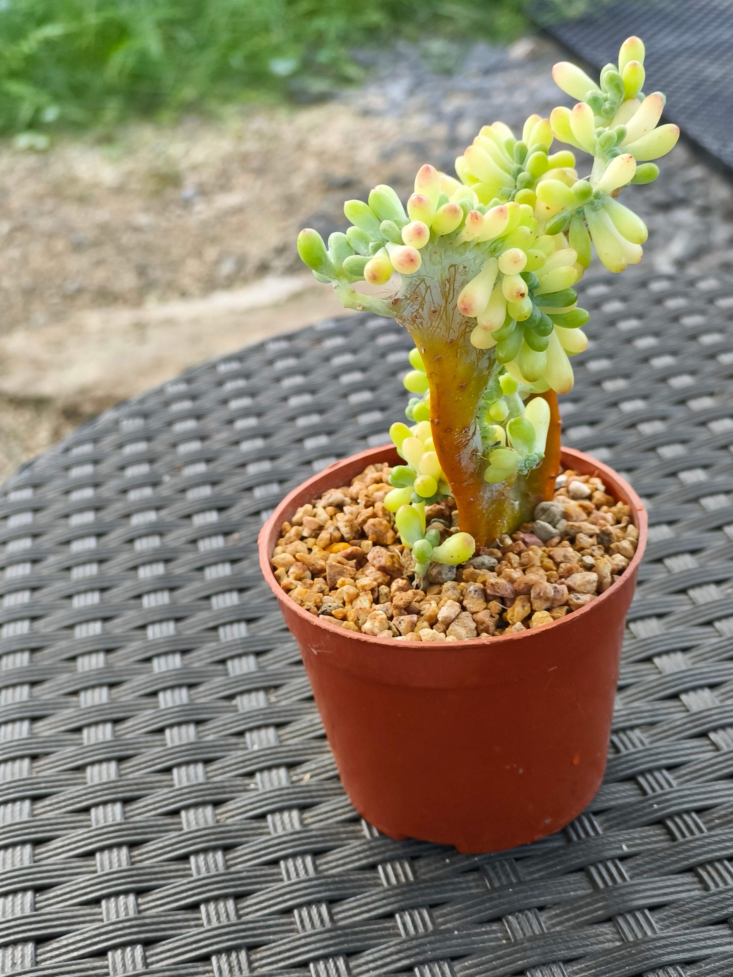 Succulent Starter Planter - Sedum Pachyphyllum 'Jellybeans' - SlowBloomGreens