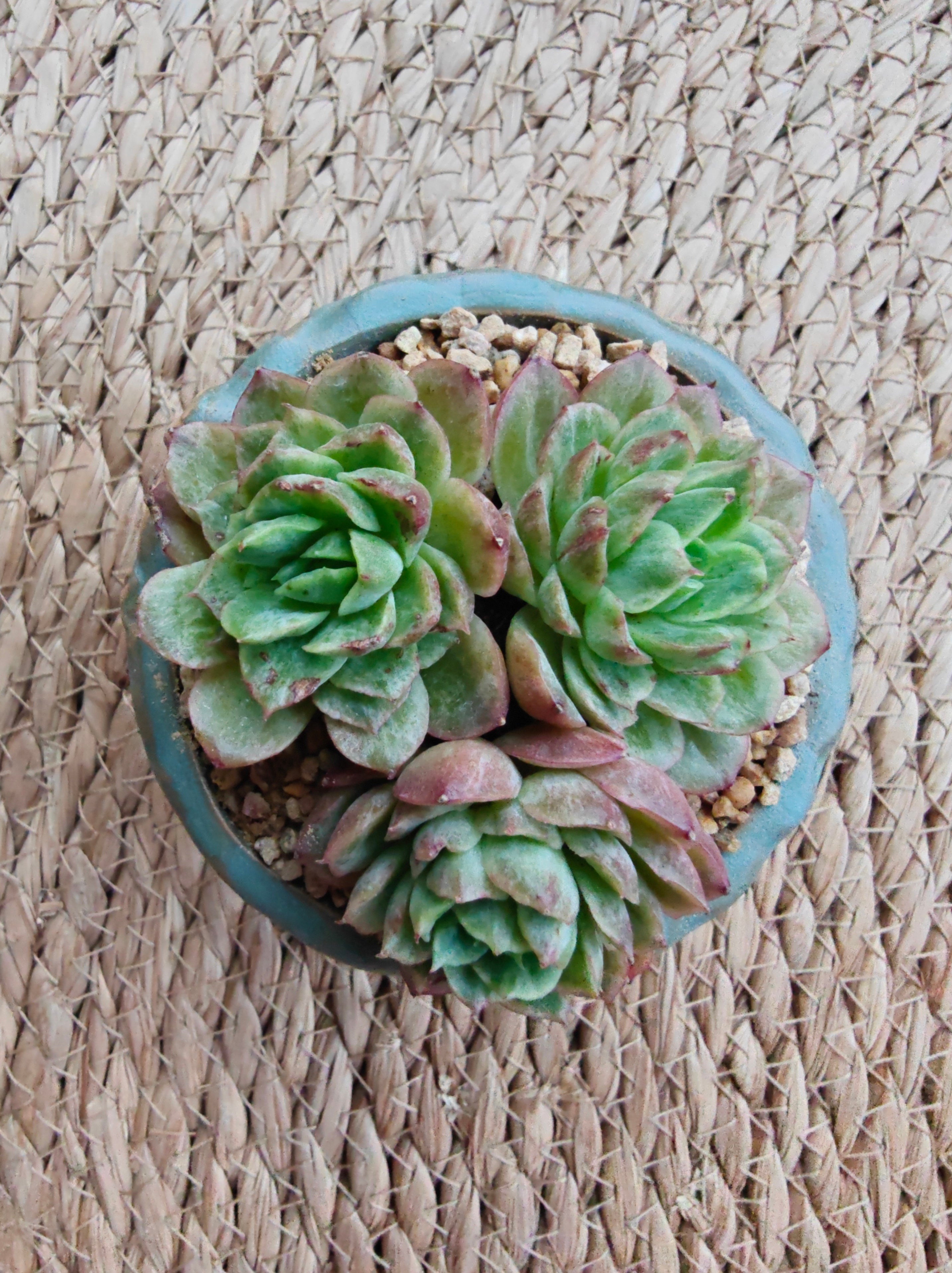 Vintage Teal Succulent Planter – Echeveria 'Lime n Chili' - SlowBloomGreens