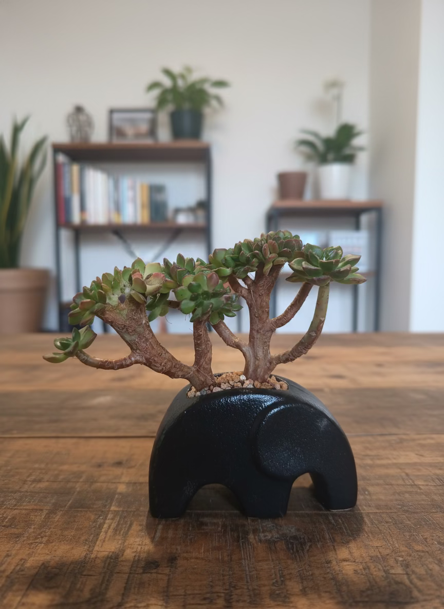 Succulent Petite Black Elephant Planter - Lety's Sedeveria