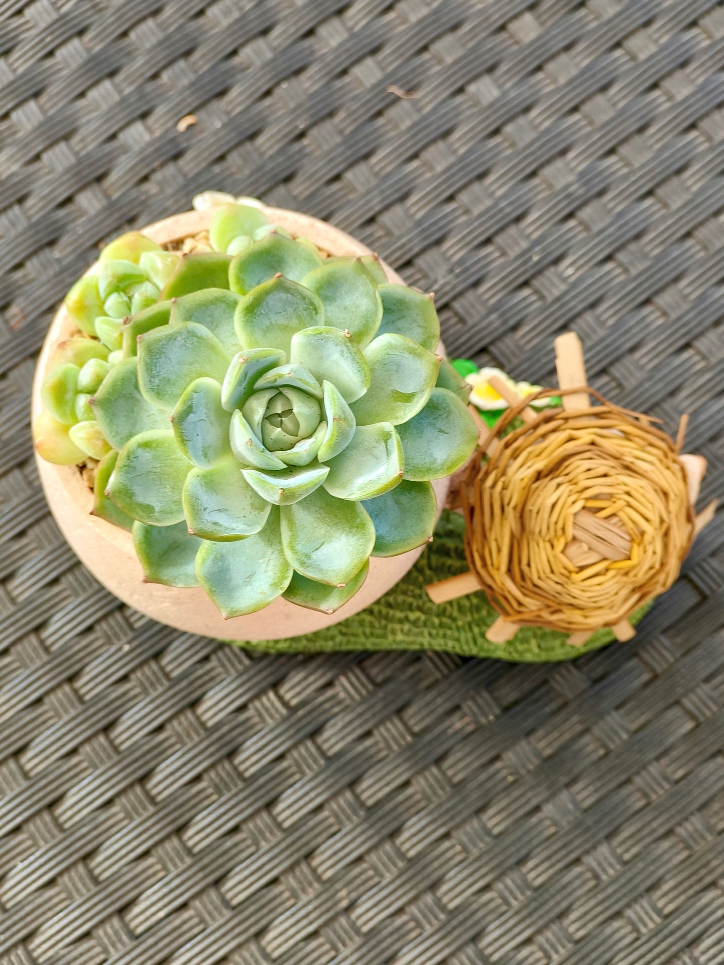 Succulent Buddies Planter - Echeveria+ 3 chubby Ice Green