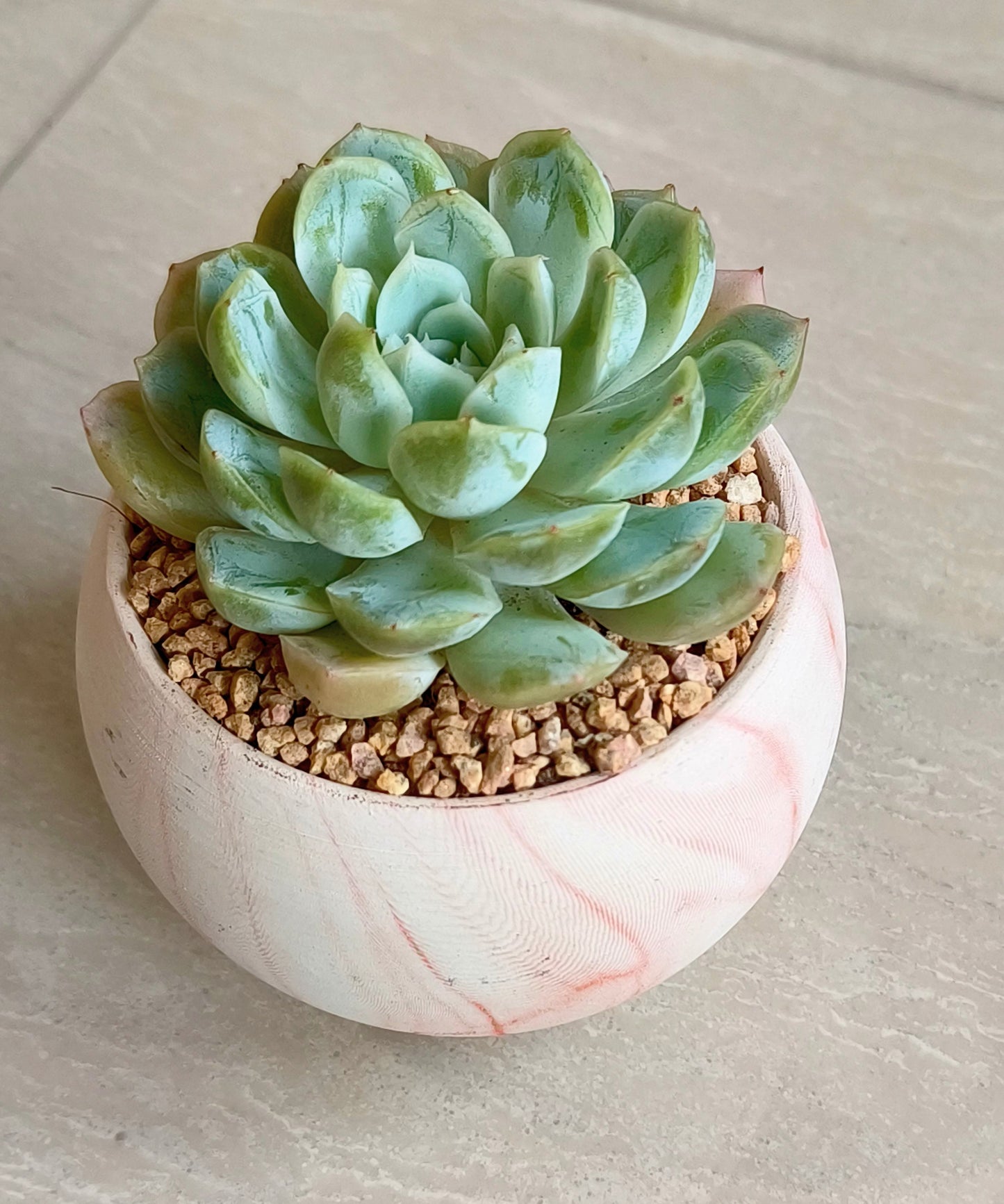 Succulent Elegant Round Orange Planter – Echeveria Elegans 'Mexican Snowball'