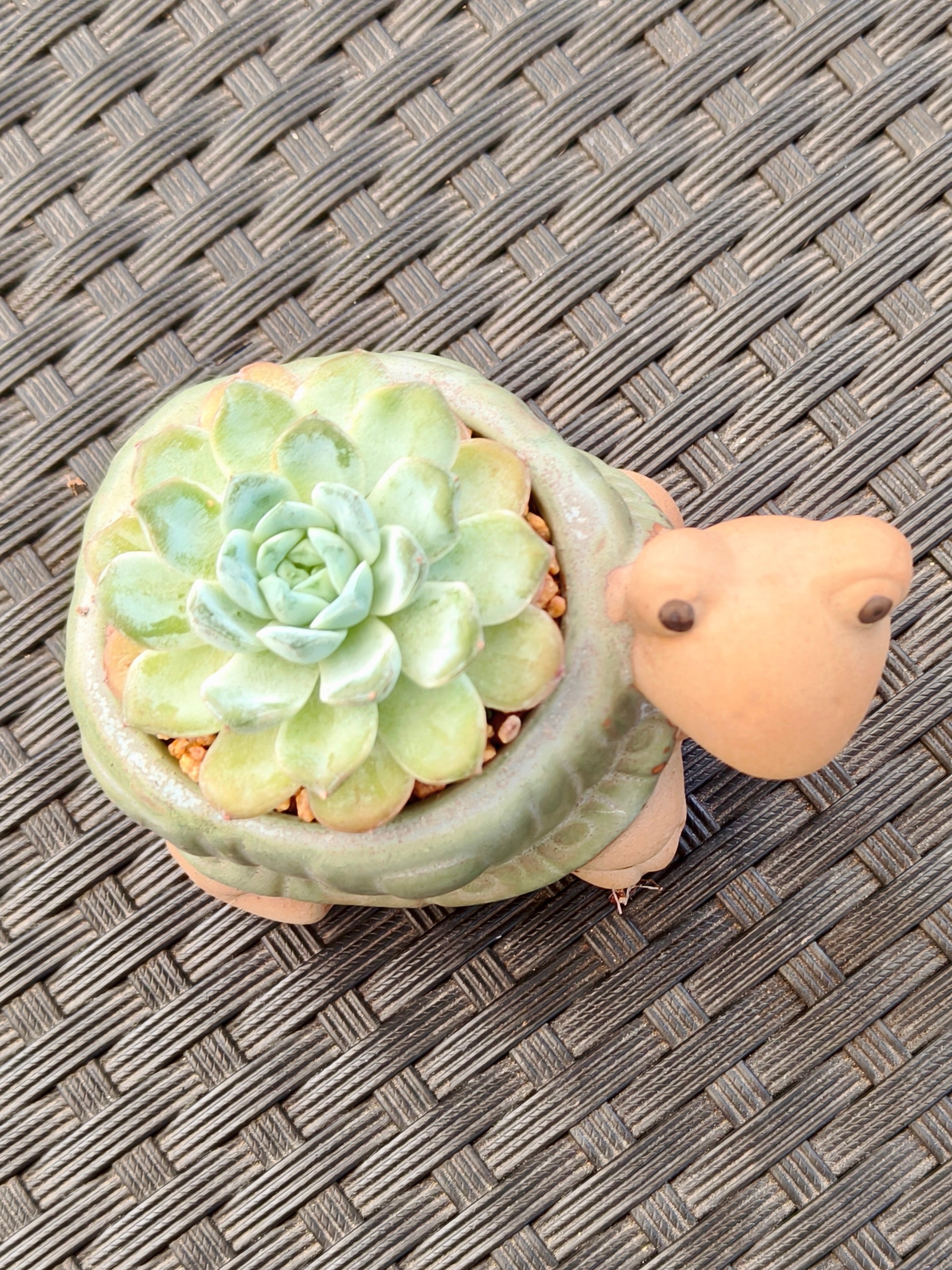 Succulent Tortoise Planter- Echeveria Ice Green - SlowBloomGreens