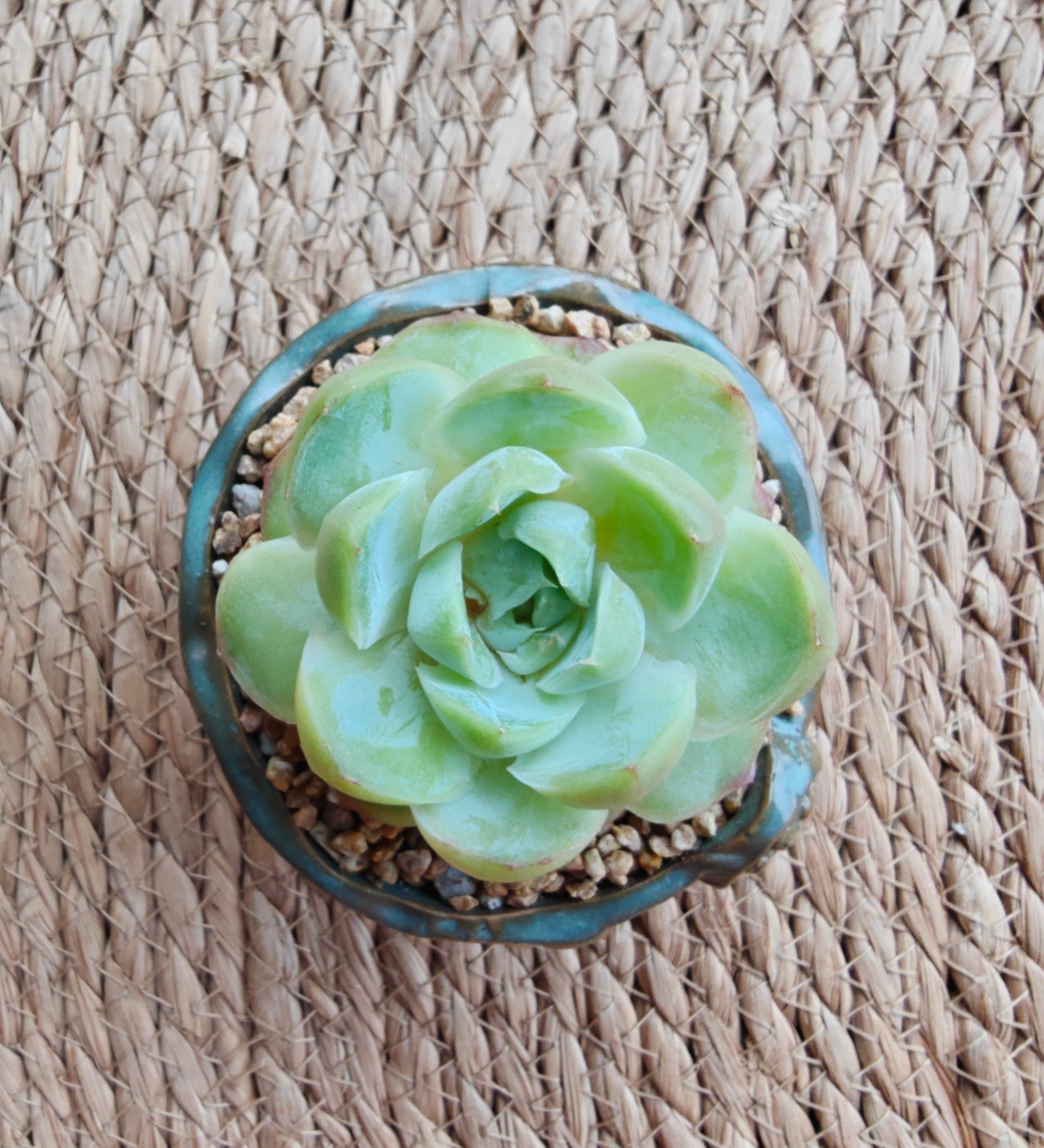 Vintage Teal Succulent Planter – Echeveria Elegans