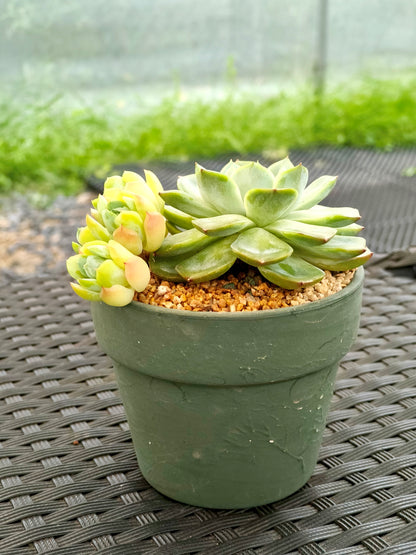 Succulent Rustica Garden Planter – Echeveria Onslow & Elegans - SlowBloomGreens