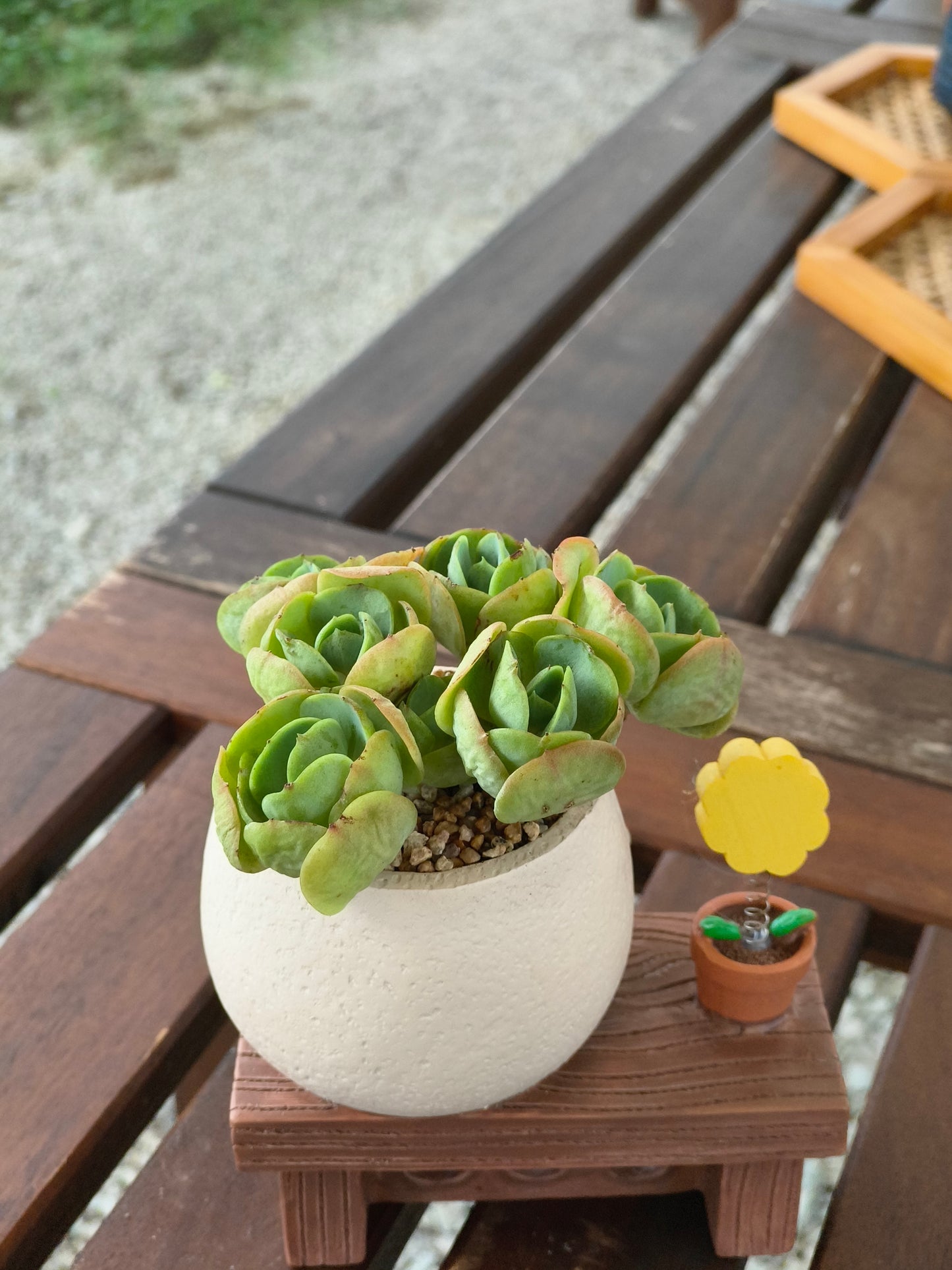 Succulent Love Note Planter 💌 with Echeveria 'Peach Pride'