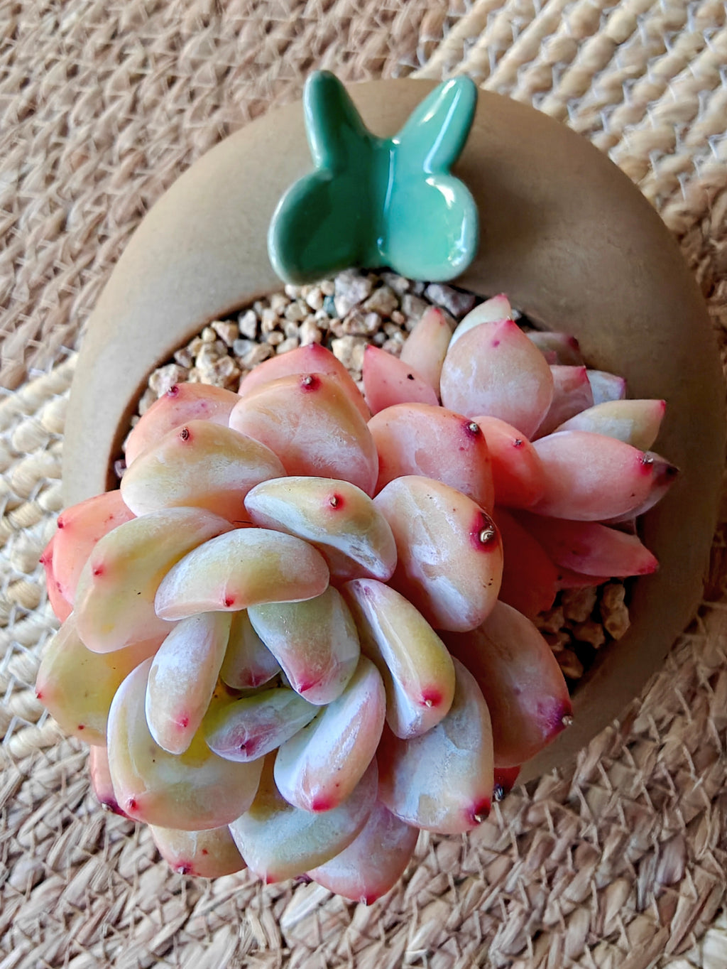 Succulent Butterfly Planter – Echeveria 'Orange Monroe'