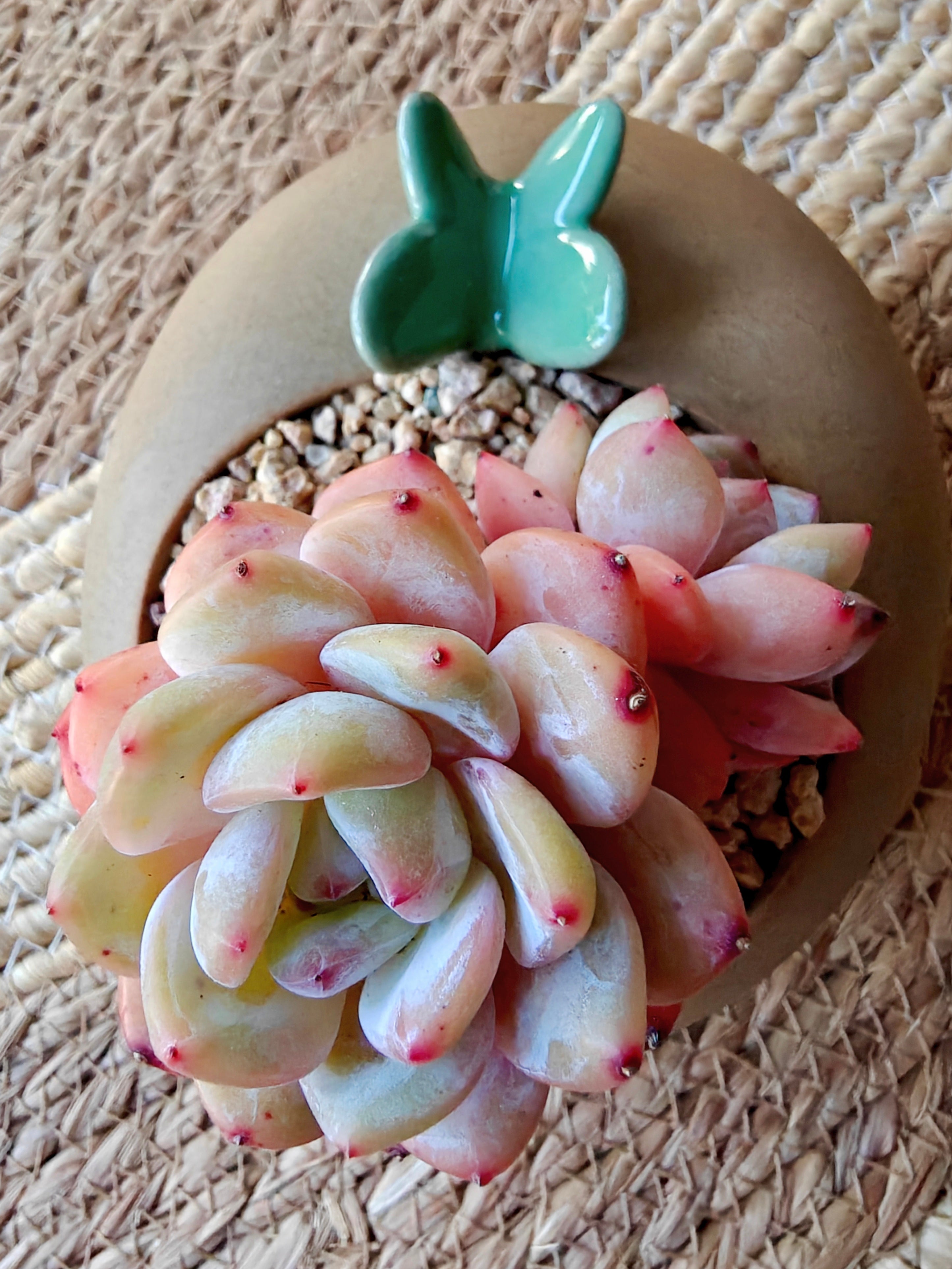 Succulent Butterfly Planter – Echeveria 'Orange Monroe'