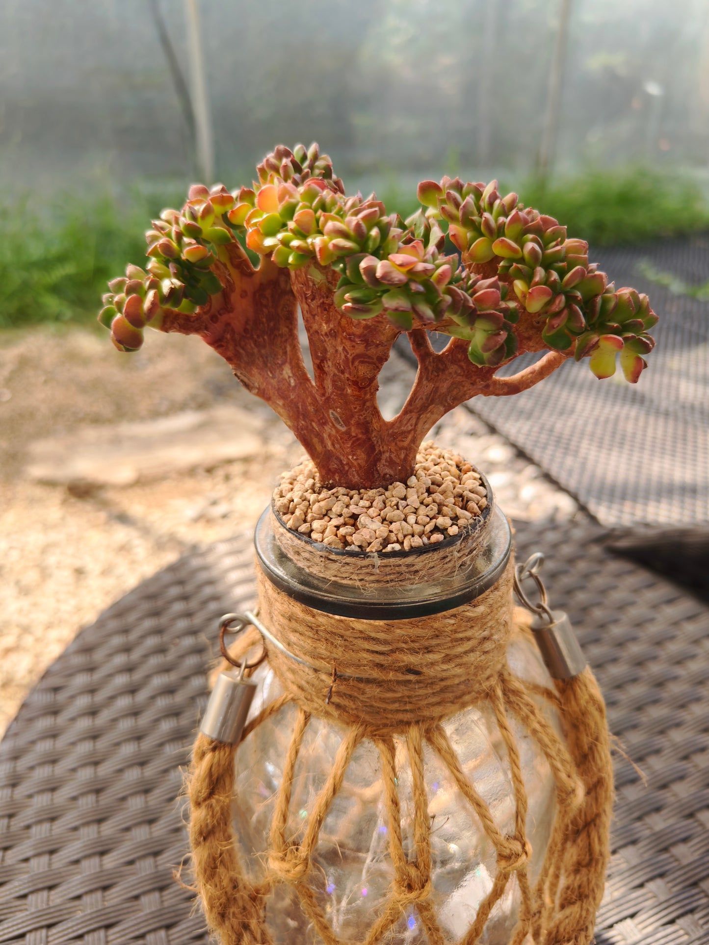 Succulent Retro Hemp Rope Vase - Sedeveria 'Letizia' crista
