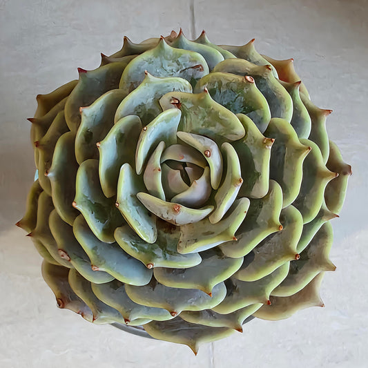 Succulent Glass Oasis Planter – Echeveria ‘Lola’ - SlowBloomGreens