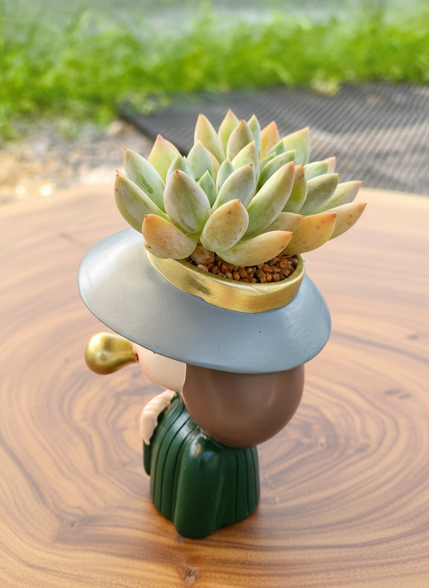 Succulent Girl Planter – Blowing Love with Pachyphytum 'Sky Beauty' - SlowBloomGreens