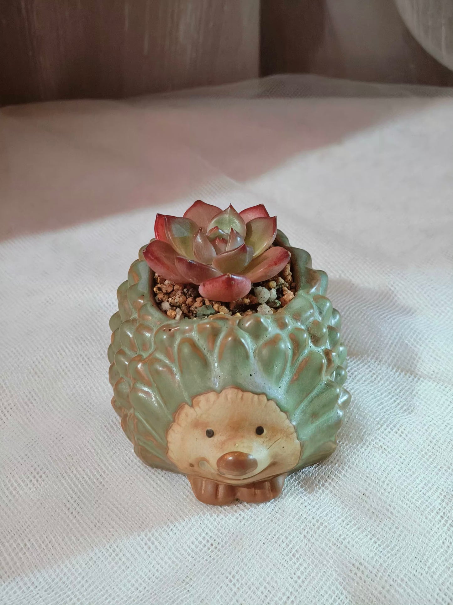 Succulent Hedgehog Pot - Echeveria Agavoides 'Romeo' - SlowBloomGreens