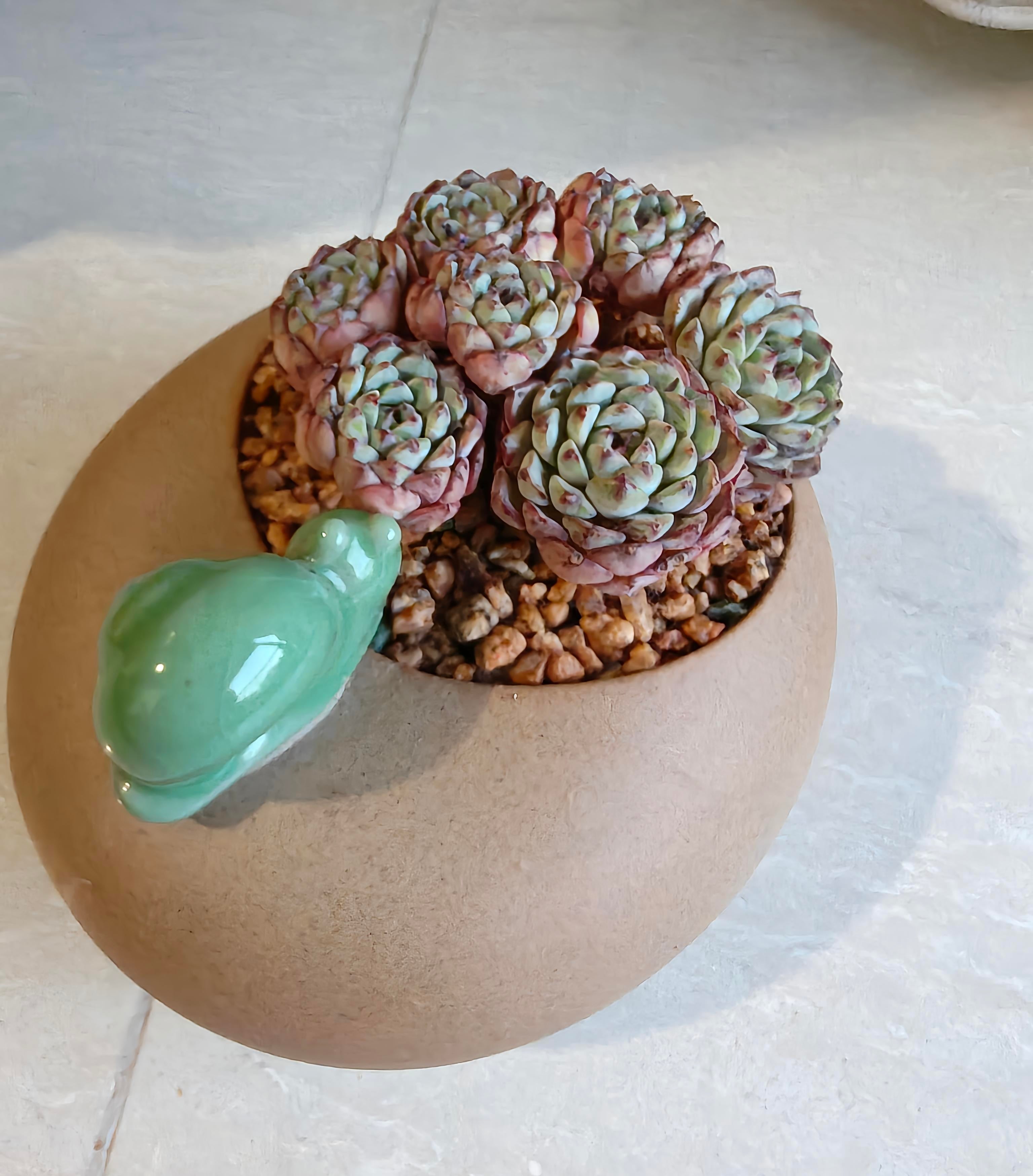 Succulent Snail Planter – Echeveria Minima (7-Headed Cluster) - SlowBloomGreens