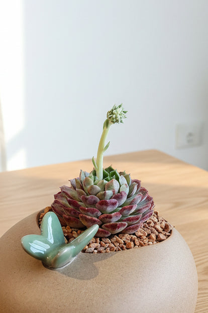 Succulent Butterfly Planter – Echeveria hybrid 'Red Hole (blooming) - SlowBloomGreens