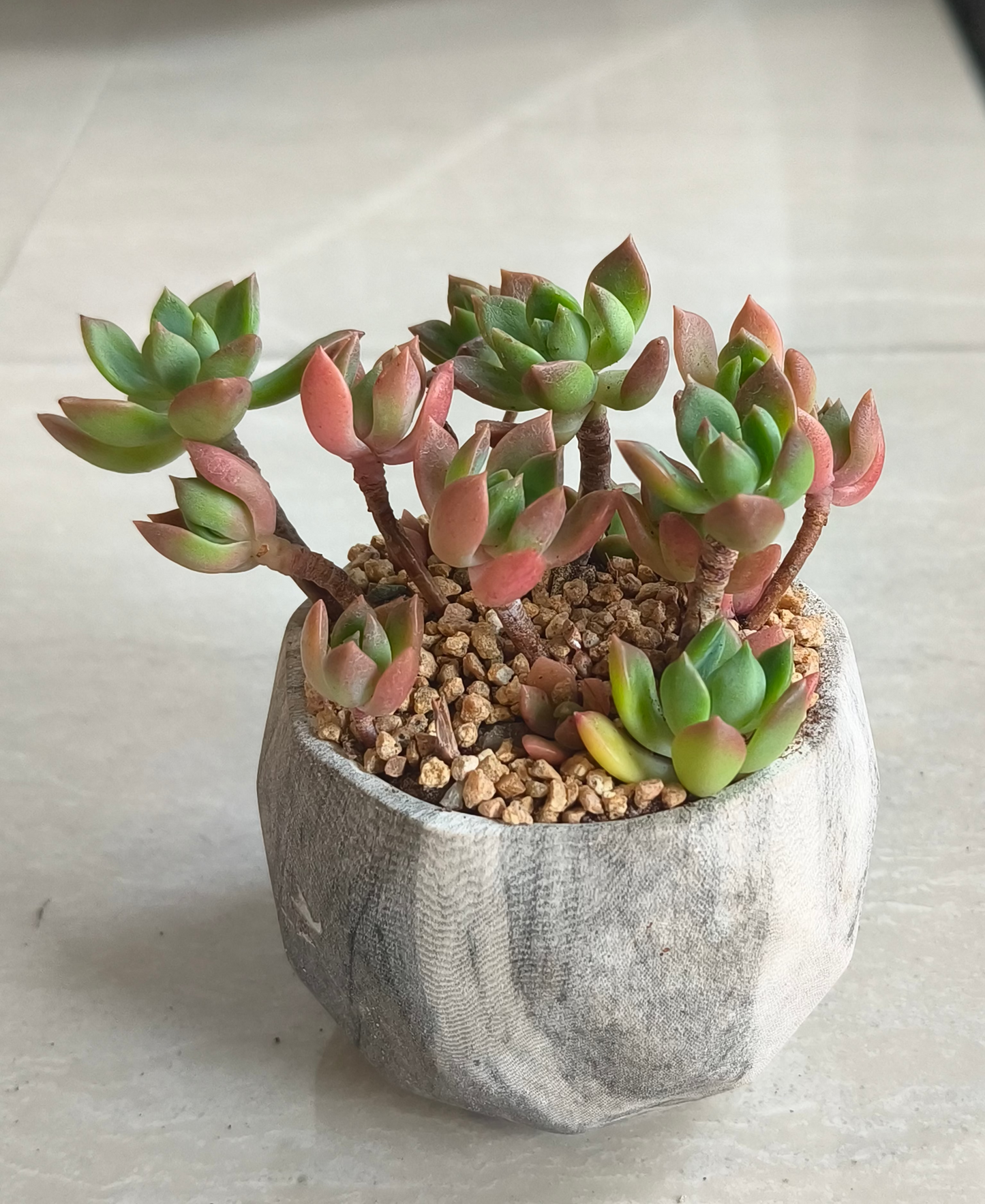 Succulent Classic Marble Grey Planter - Echeveria 'Minibelle'