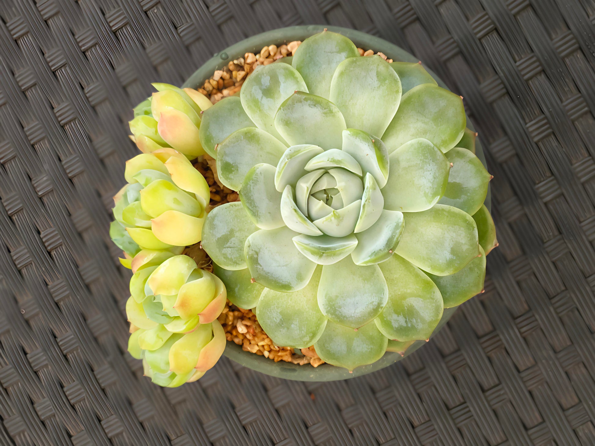 Succulent Rustica Garden Planter – Echeveria Onslow & Elegans - SlowBloomGreens