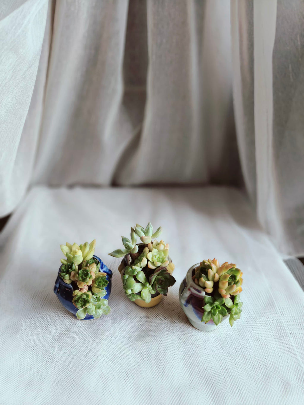 Succulent Sakura Blue - Sedum Lucidum - SlowBloomGreens